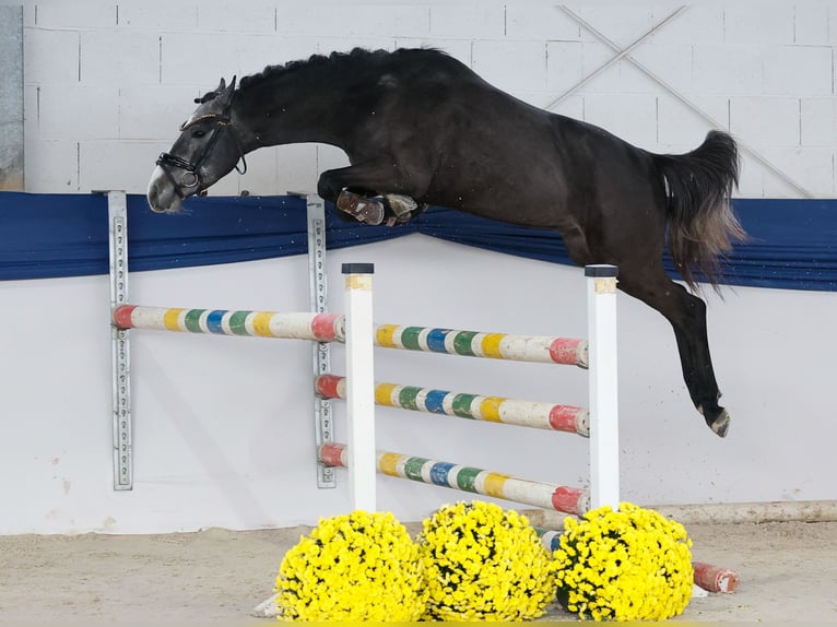 Pony tedesco Stallone 3 Anni 137 cm Grigio in Marsberg