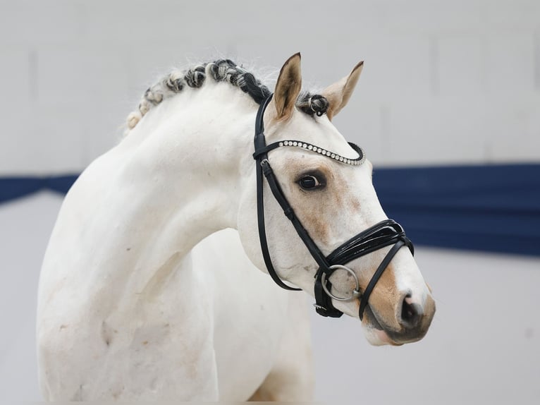 Pony tedesco Stallone 3 Anni 137 cm Pezzato in Marsberg