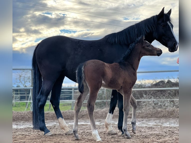 Pony tedesco Stallone 3 Anni 142 cm Baio in Einhausen