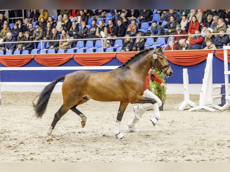 Pony tedesco Stallone 3 Anni 144 cm Baio in Neuenkirchen-Vörden