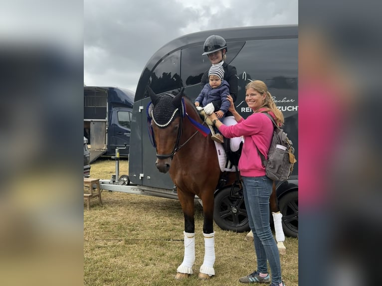 Pony tedesco Stallone 3 Anni 144 cm Baio in Neuenkirchen-Vörden