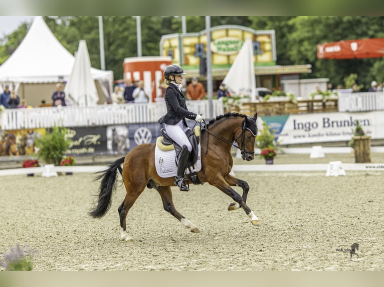 Pony tedesco Stallone 3 Anni 144 cm Baio in Neuenkirchen-Vörden