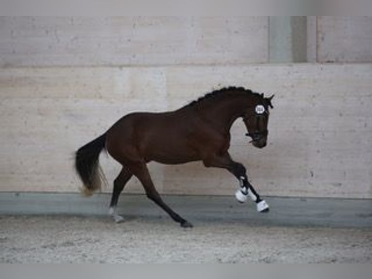 Pony tedesco Stallone 3 Anni 144 cm Baio in Goldau