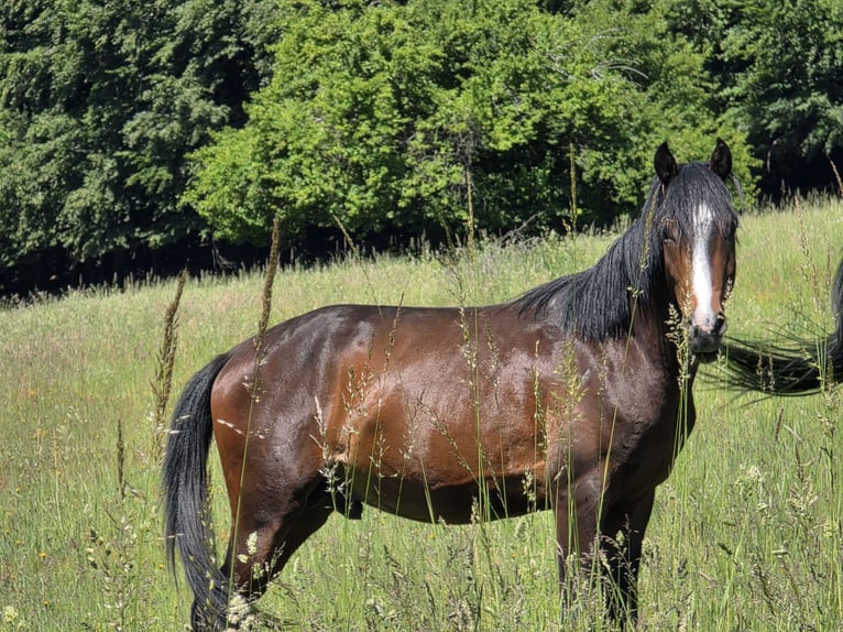 Pony tedesco Stallone 3 Anni 144 cm Baio in Bensheim