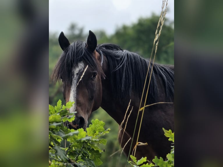 Pony tedesco Stallone 3 Anni 144 cm Baio in Bensheim
