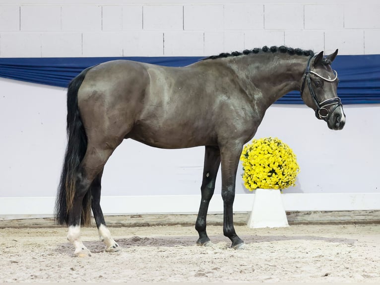 Pony tedesco Stallone 3 Anni 144 cm Falbo in Marsberg