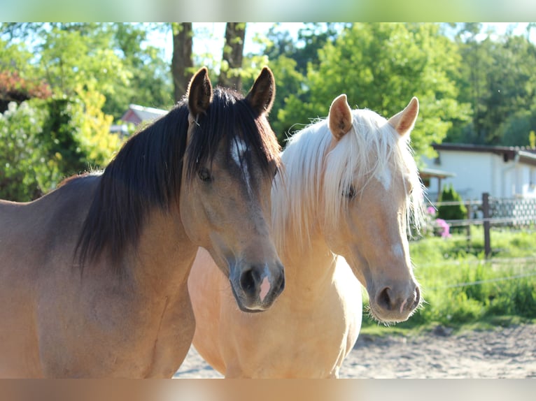 Pony tedesco Stallone 3 Anni 144 cm Palomino in Jembke