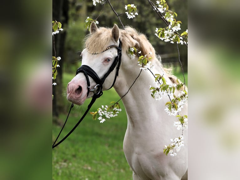Pony tedesco Stallone 3 Anni 144 cm Perlino in Rehburg-Loccum Münchehagen