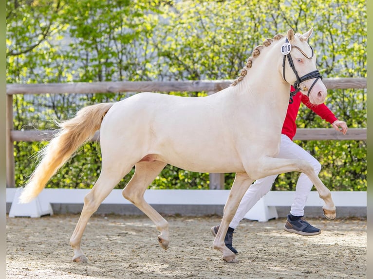Pony tedesco Stallone 3 Anni 144 cm Perlino in Rehburg-Loccum Münchehagen