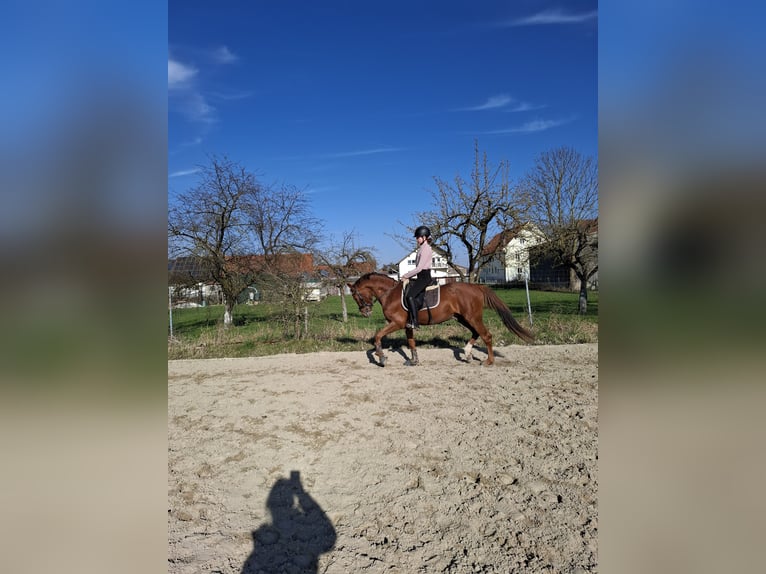 Pony tedesco Stallone 3 Anni 144 cm Sauro in Medlingen