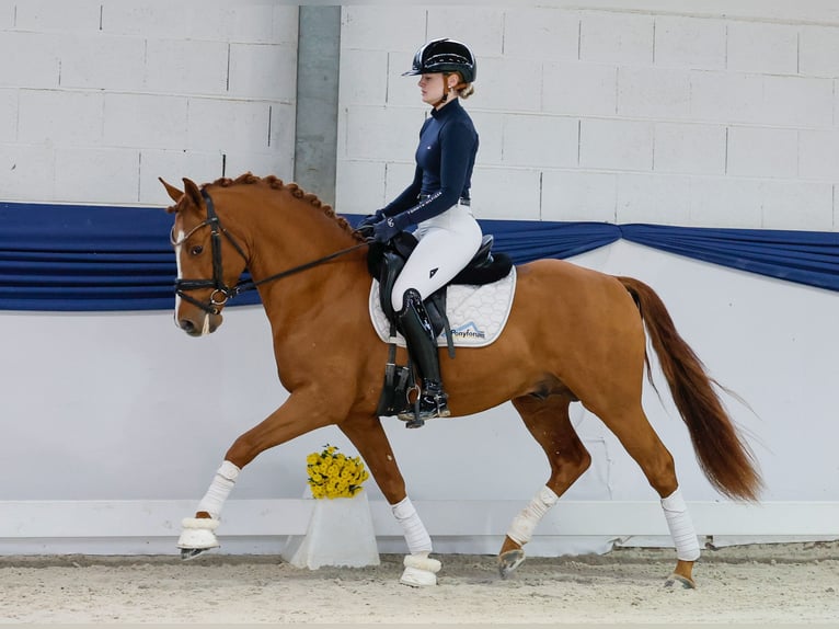 Pony tedesco Stallone 3 Anni 144 cm Sauro in Marsberg Pony tedesco Stallone 3 Anni 144 cm Sauro in Marsberg