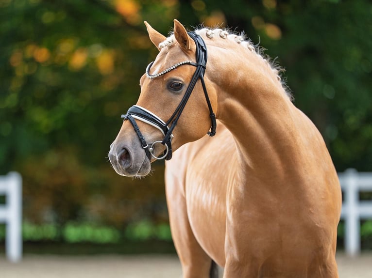 Pony tedesco Stallone 3 Anni 145 cm Palomino in Bedburg
