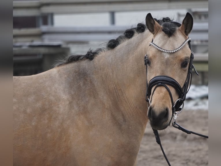 Pony tedesco Stallone 3 Anni 145 cm Pelle di daino in Treuenbrietzen
