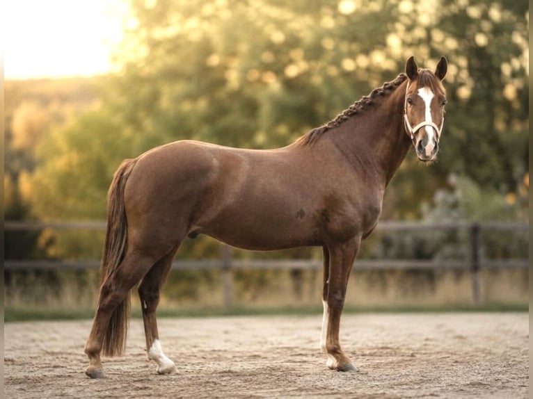 Pony tedesco Stallone 3 Anni 145 cm Sauro scuro in Arnstein