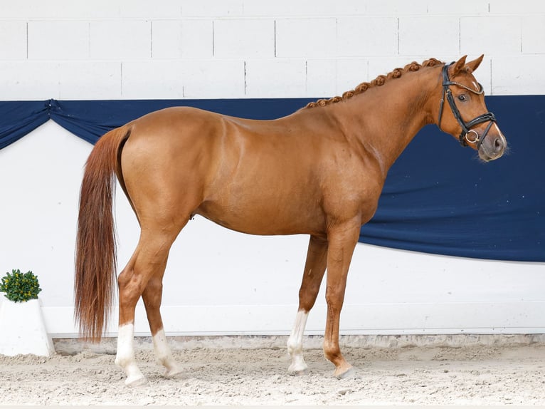 Pony tedesco Stallone 3 Anni 145 cm Sauro scuro in Marsberg