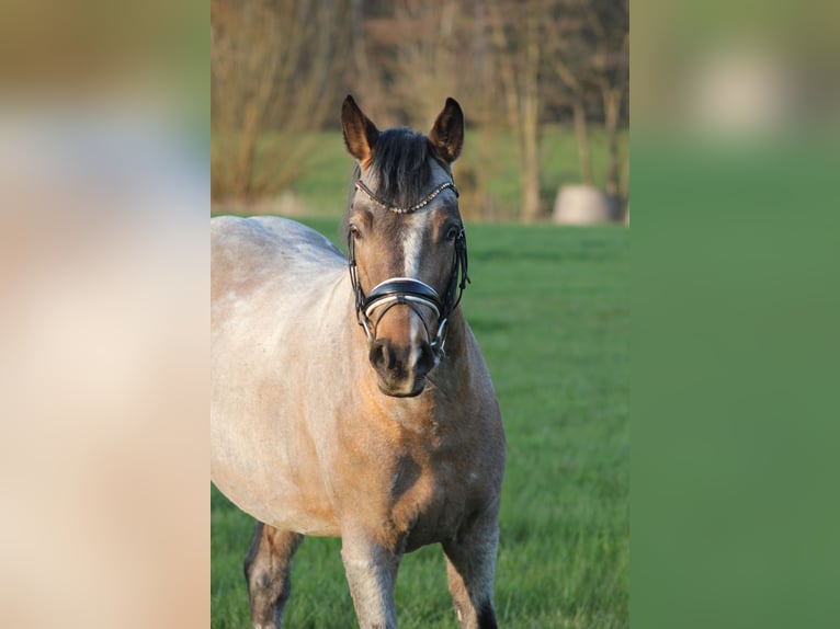 Pony tedesco Stallone 3 Anni 146 cm  in Gebroth