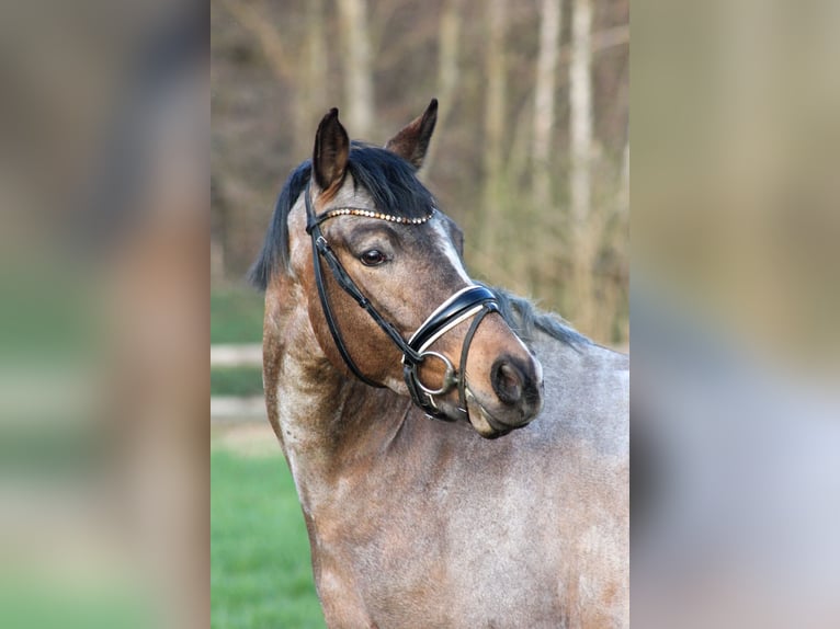 Pony tedesco Stallone 3 Anni 146 cm  in Gebroth