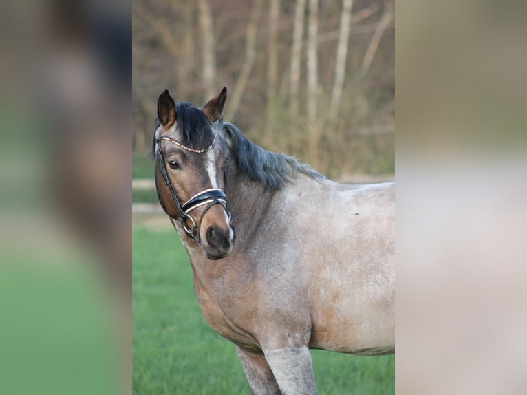 Pony tedesco Stallone 3 Anni 146 cm  in Gebroth