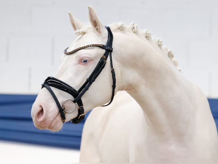 Pony tedesco Stallone 3 Anni 146 cm Cremello in Marsberg