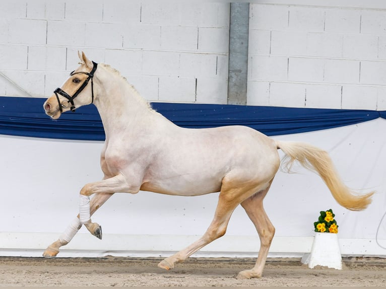 Pony tedesco Stallone 3 Anni 146 cm Palomino in Marsberg