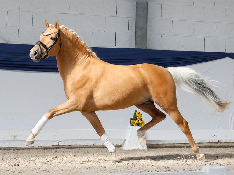 Pony tedesco Stallone 3 Anni 146 cm Palomino in Marsberg