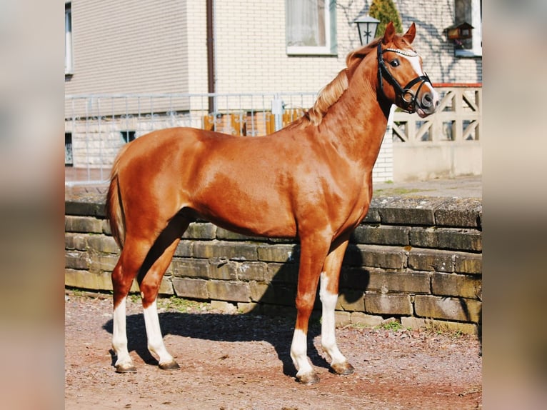 Pony tedesco Stallone 3 Anni 146 cm Sauro in Wegeleben
