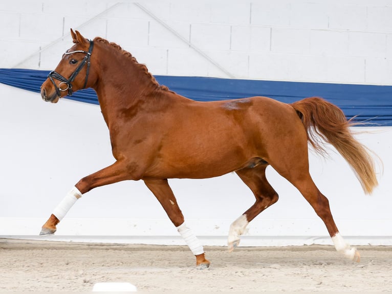 Pony tedesco Stallone 3 Anni 146 cm Sauro in Marsberg