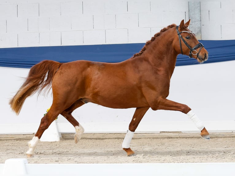 Pony tedesco Stallone 3 Anni 146 cm Sauro in Marsberg