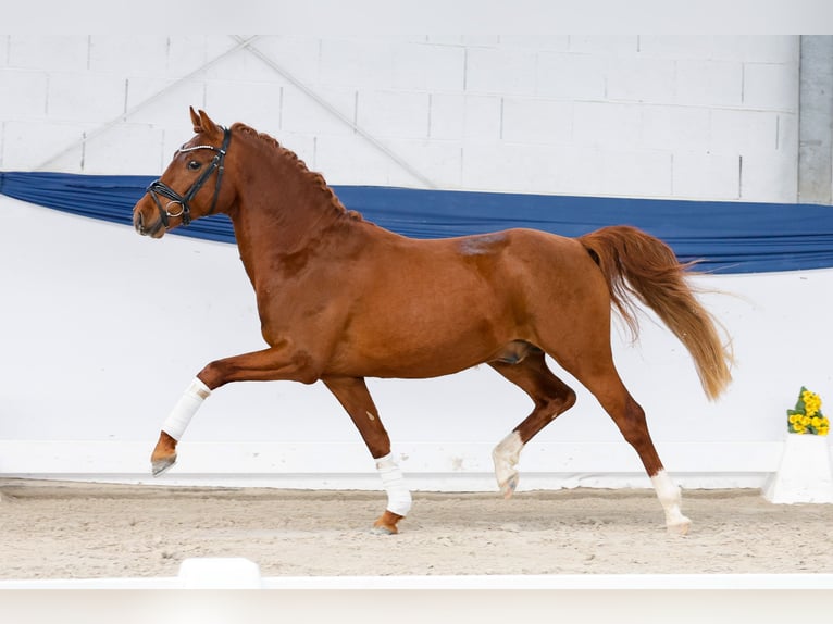 Pony tedesco Stallone 3 Anni 146 cm Sauro in Marsberg