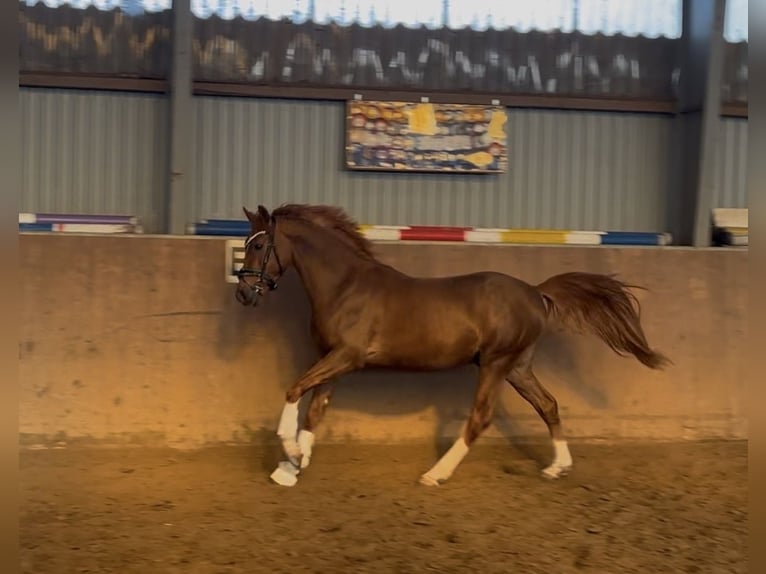 Pony tedesco Stallone 3 Anni 146 cm Sauro scuro in Achim