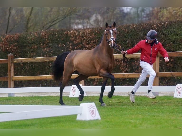 Pony tedesco Stallone 3 Anni 147 cm Baio in Paderborn