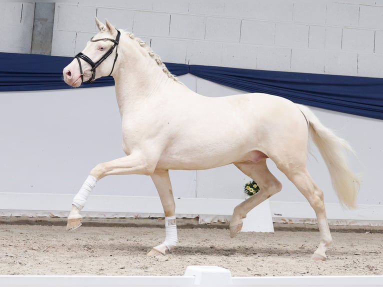 Pony tedesco Stallone 3 Anni 147 cm Cremello in Marsberg