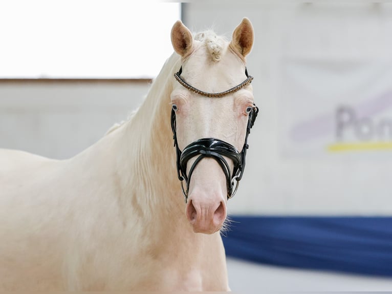 Pony tedesco Stallone 3 Anni 147 cm Cremello in Marsberg