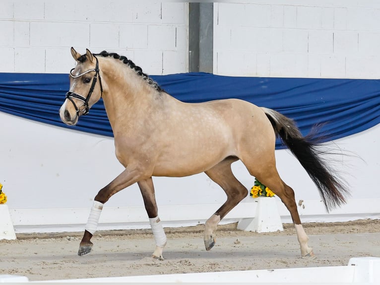 Pony tedesco Stallone 3 Anni 147 cm Falbo in Marsberg