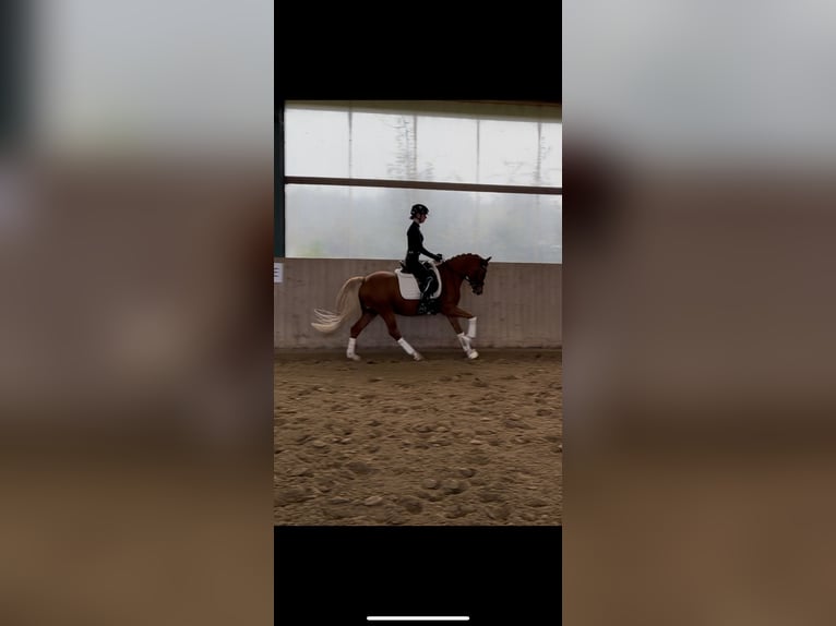 Pony tedesco Stallone 3 Anni 147 cm Sauro in Telgte