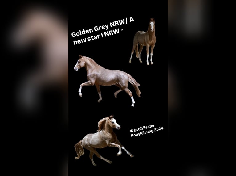 Pony tedesco Stallone 3 Anni 147 cm Sauro in Paderborn