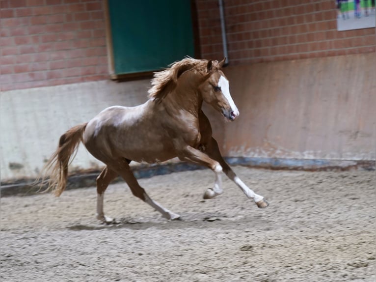 Pony tedesco Stallone 3 Anni 147 cm Sauro in Paderborn