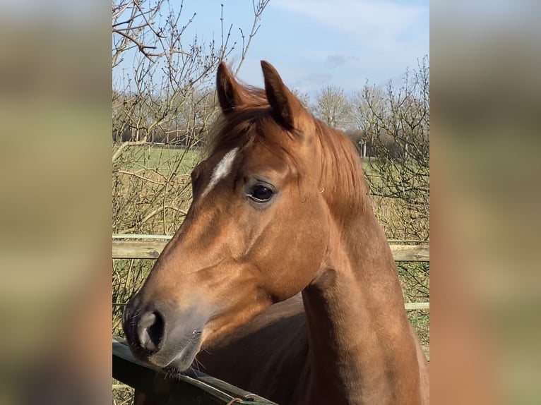 Pony tedesco Stallone 3 Anni 147 cm Sauro scuro in Achim