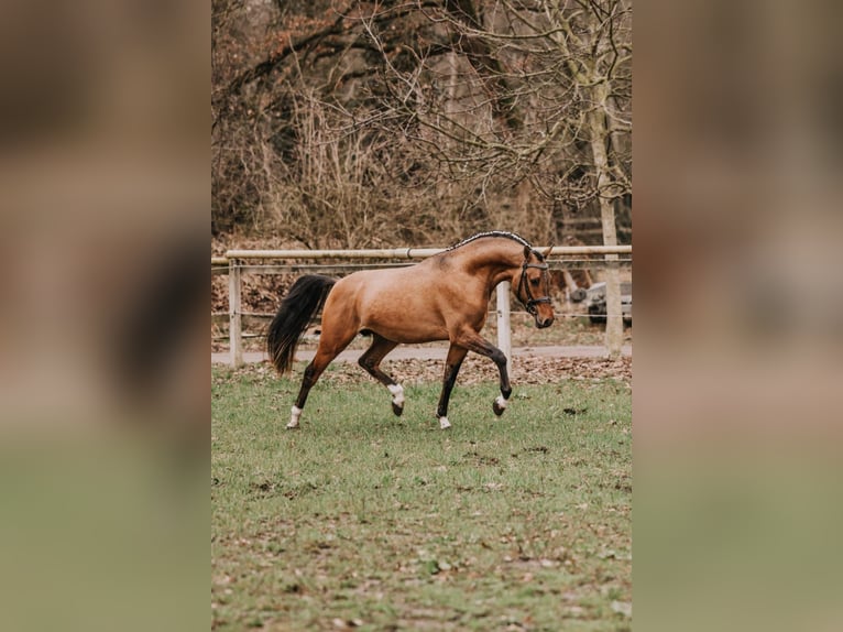 Pony tedesco Stallone 3 Anni 148 cm Falbo in Meinersen