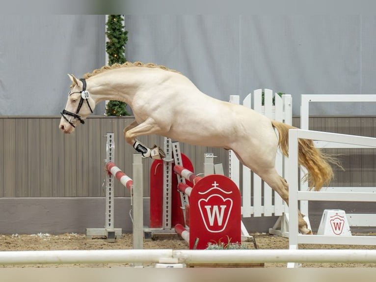 Pony tedesco Stallone 3 Anni 148 cm Perlino in Neuss