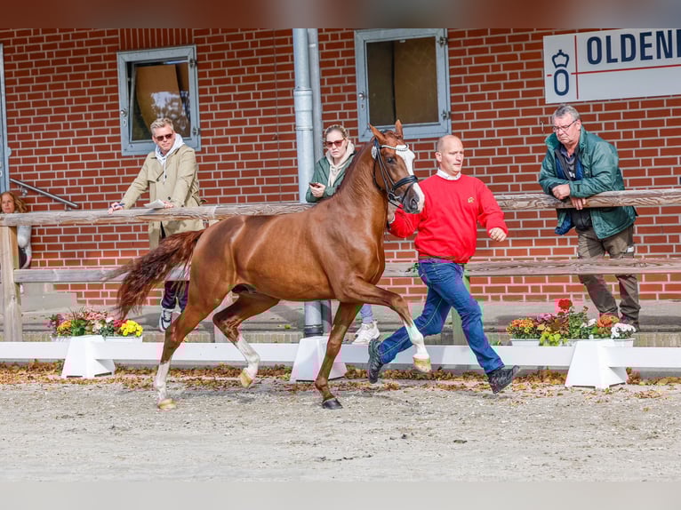Pony tedesco Stallone 3 Anni 148 cm Sauro in Friesoythe