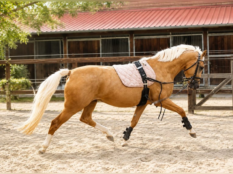 Pony tedesco Stallone 3 Anni 149 cm Palomino in Wallrode