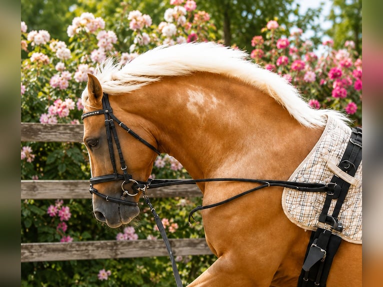Pony tedesco Stallone 3 Anni 149 cm Palomino in Wallrode