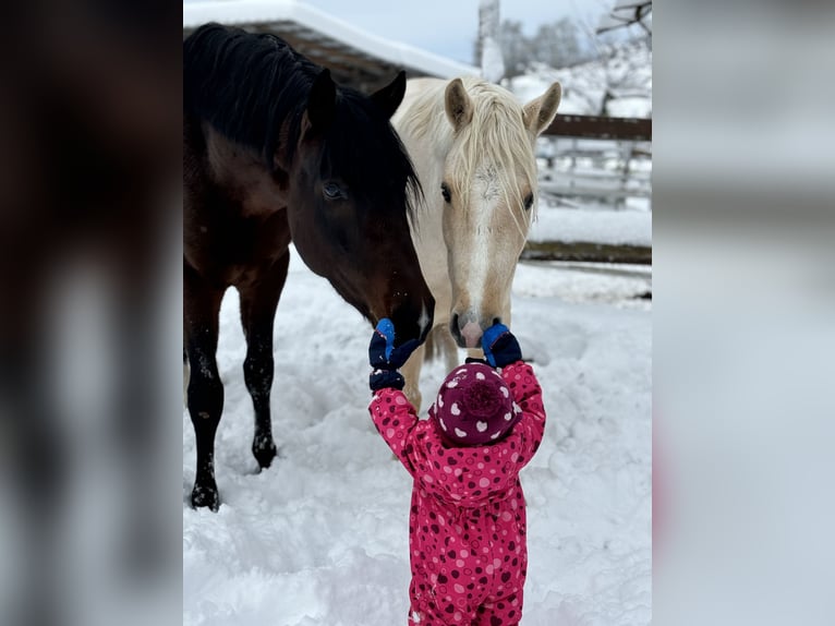 Pony tedesco Stallone 3 Anni 150 cm Baio in Aeugst am Albis