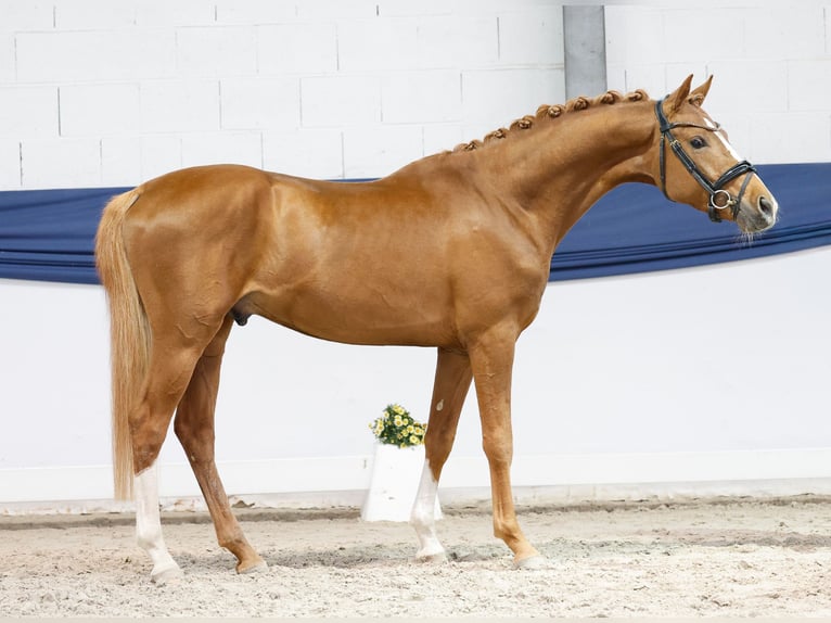Pony tedesco Stallone 3 Anni 150 cm Sauro in Marsberg