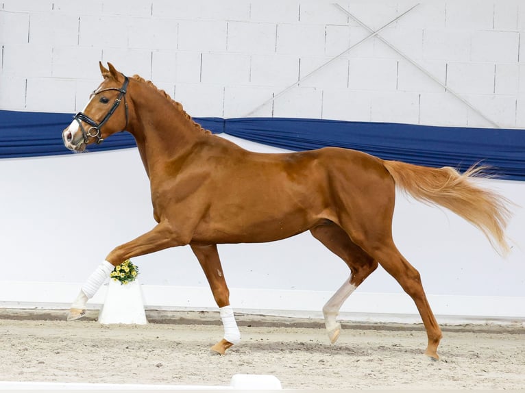 Pony tedesco Stallone 3 Anni 150 cm Sauro in Marsberg