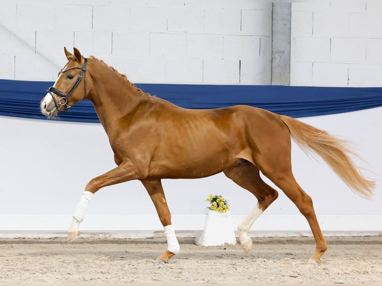 Pony tedesco Stallone 3 Anni 150 cm Sauro in Marsberg