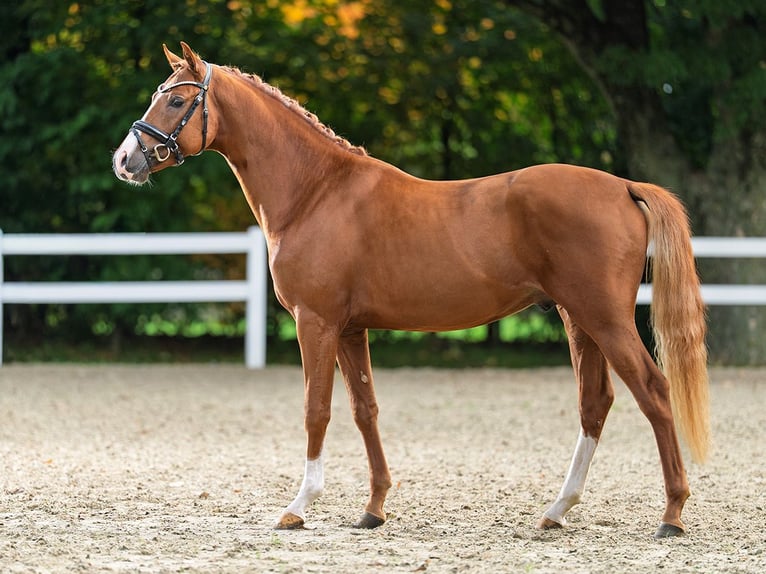 Pony tedesco Stallone 3 Anni 151 cm Sauro in Bedburg