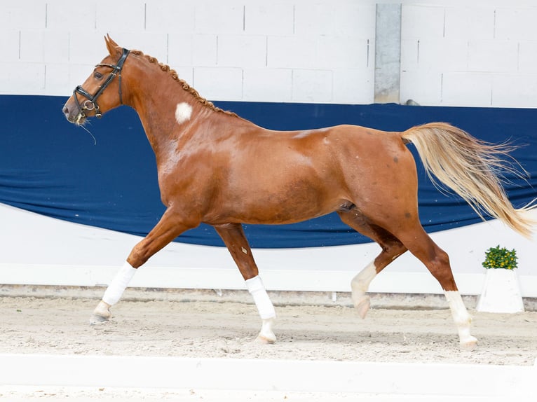 Pony tedesco Stallone 3 Anni 152 cm Sauro in Marsberg