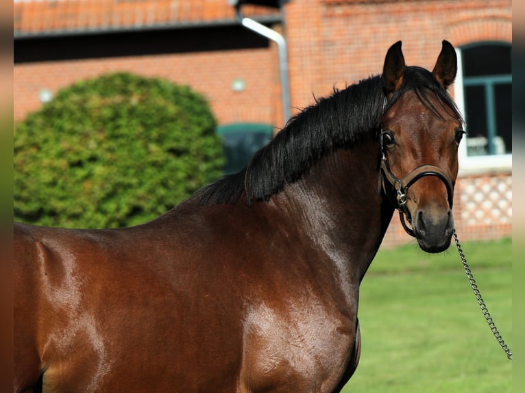 Pony tedesco Stallone 3 Anni 153 cm Baio in Rehburg-Loccum Münchehagen